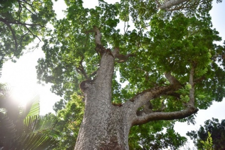 Những "cụ" cây bên trong vườn thú cổ bậc nhất thế giới ở TP.HCM