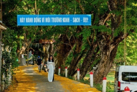 Ngắm vẻ đẹp 9 cây sưa vàng Quảng Nam vừa được công nhận cây di sản
