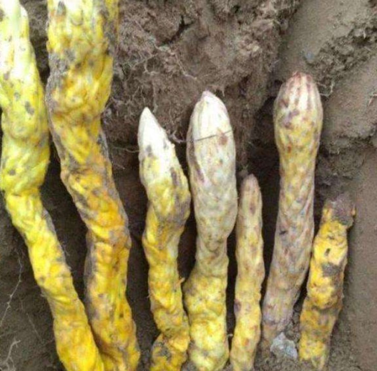 Cách đây không lâu, một người đàn ông ở Trung Quốc lên núi đào măng bất giờ phát hiện 7 cái cây giống những con rắn màu vàng khiến ông giật nảy người.
