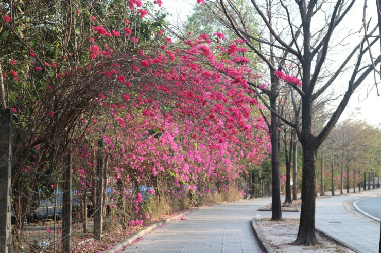 Đường Hàn Thuyên là một trong ba con đường được trồng hoa giấy từ đầu đường đến cuối đường. Các cây hoa giấy đủ màu sắc từ hồng, cam, đỏ đô, trắng... được trồng trên đoạn đường dài hơn 500m và cả ở dãy phân cách.