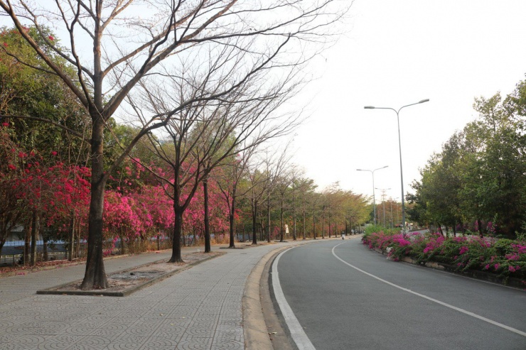 Độ cong của tuyến đường cùng hàng hoa giấy rực rỡ hai bên khiến khung cảnh chiều tà nơi đây trở nên thơ mộng và lãng mạn.