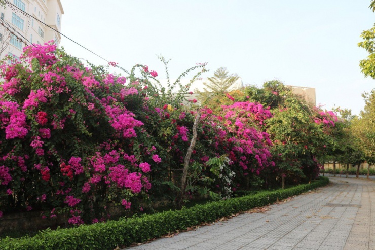 Đường Hàn Thuyên là con đường đến trường hằng ngày của sinh viên hai trường Đại học KHXH&NV và trường Đại học Công nghệ Thông tin. Không chỉ thân thuộc mỗi khi đến trường, con đường hoa giấy rực rỡ còn là tín hiệu báo hiệu một kì nghỉ hè sắp tới của sinh viên.