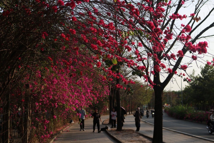 Buổi chiều, đoạn đường này thường xuyên có sinh viên đến chụp ảnh check-in.