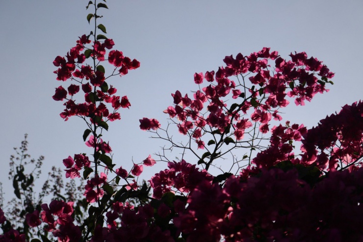 'Chụp là có ngay ảnh đẹp' tại cung đường hoa giấy làng Đại học - 14