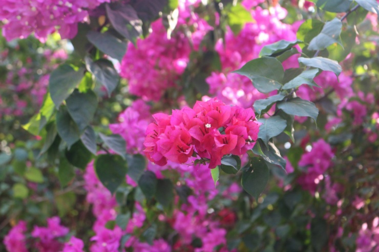 'Chụp là có ngay ảnh đẹp' tại cung đường hoa giấy làng Đại học - 11