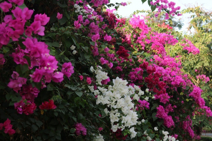 'Chụp là có ngay ảnh đẹp' tại cung đường hoa giấy làng Đại học - 12