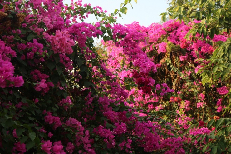 Dưới cái nắng chiều, hoa giấy lại càng được nước "lấn tới", khoe sắc rực rỡ khắp một vùng.