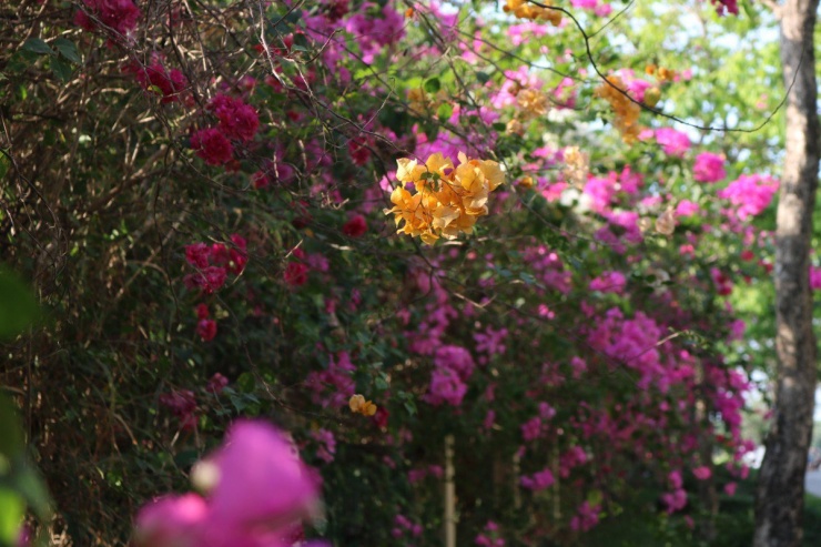 'Chụp là có ngay ảnh đẹp' tại cung đường hoa giấy làng Đại học - 10