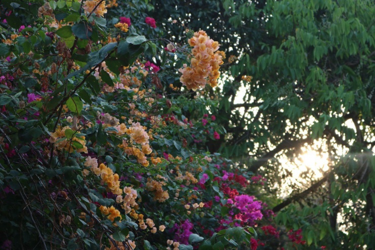 'Chụp là có ngay ảnh đẹp' tại cung đường hoa giấy làng Đại học - 16