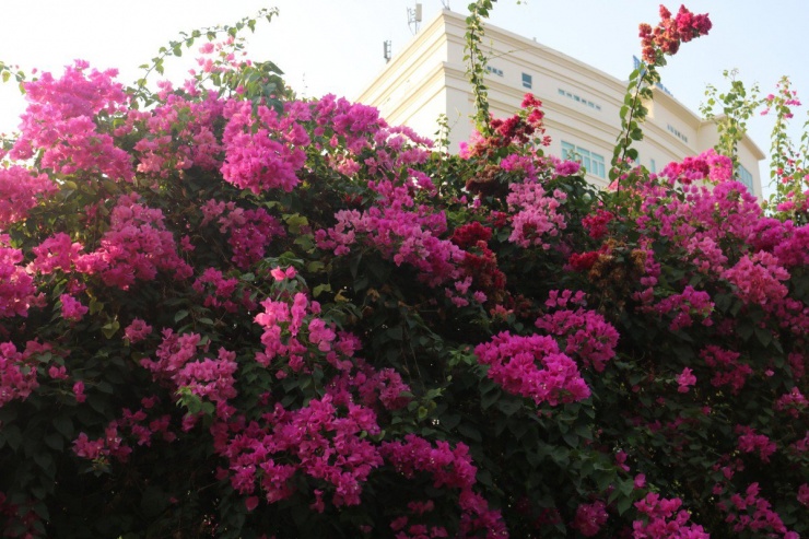 Với sức sống mãnh liệt, chịu hạn, chịu nhiệt tốt, hoa giấy là loài hoa được trồng phổ biến khắp các vùng miền trên cả nước.