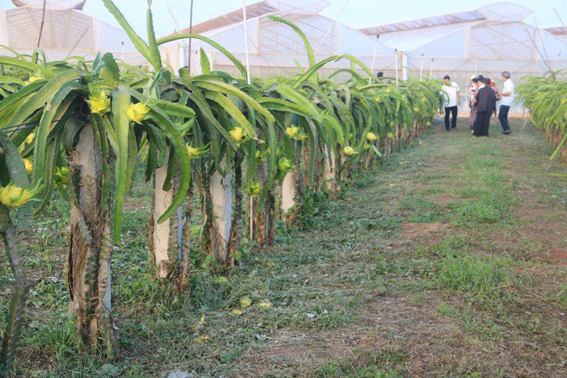 Một vườn thanh long vàng đang thu hoạch tại xã Thuận Quý, huyện Hàm Thuận Nam, tỉnh Bình Thuận. Ảnh: CHÂU TỈNH