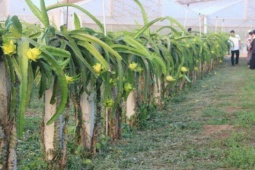 Thanh long vàng giá cao nhưng khó bán