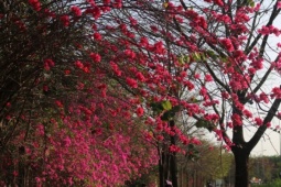 Du lịch - 'Chụp là có ngay ảnh đẹp' tại cung đường hoa giấy làng Đại học