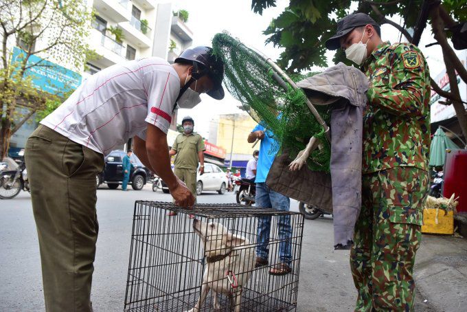 Bắt chó thả rông ở phường Hiệp Bình Chánh, TP Thủ Đức, năm 2022. Ảnh: Quỳnh Trần