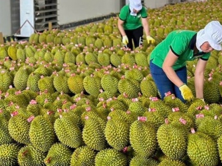 Nóng tuần qua: Hé lộ nguyên nhân 30 lô sầu riêng của Việt Nam xuất sang Trung Quốc bị cảnh báo