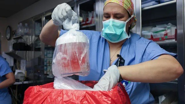Chuyên gia điều dưỡng lấy quả thận lợn ra khỏi hộp để chuẩn bị cho việc cấy ghép cho con người. (Ảnh: Bệnh viện Đa khoa Massachusetts)