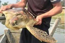 Tin tức trong ngày - Ngư dân phát hiện thú quý từ biển lạc vào đầm phá Tam Giang