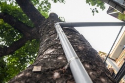 Tin tức trong ngày - Hàng loạt cây xanh ở Hà Nội bị đóng đinh giăng đèn, treo bảng hiệu