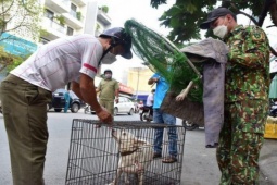 Tin tức trong ngày - Buộc đăng ký nuôi chó, mèo giúp dễ phạt chủ nuôi vi phạm