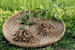 Thị trường - Tiêu dùng - Cỏ “đoản thọ” bị nông dân ghét bỏ, giờ "bán vội" cũng thu được 300.000 đồng/kg