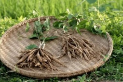 Thị trường - Tiêu dùng - Cỏ “đoản thọ” bị nông dân ghét bỏ, giờ "bán vội" cũng thu được 300.000 đồng/kg