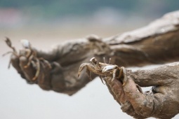 Thị trường - Tiêu dùng - Nhìn tưởng cua mà chẳng phải là cua, đặc sản ngon ngọt nổi tiếng một vùng này là gì?