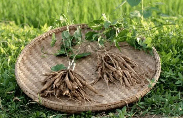 Cỏ “đoản thọ” bị nông dân ghét bỏ, giờ "bán vội" cũng thu được 300.000 đồng/kg - 2