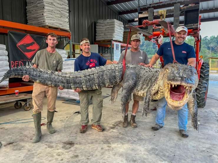 Bốn thợ săn ở Mississippi đã bắt được con cá sấu khổng lồ&nbsp;dài 4,3 mét, nặng 364 kg.