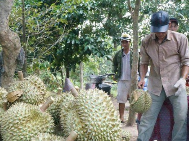 30 lô sầu riêng xuất khẩu nhiễm cadimi: Kim loại nặng này từ đâu ra?