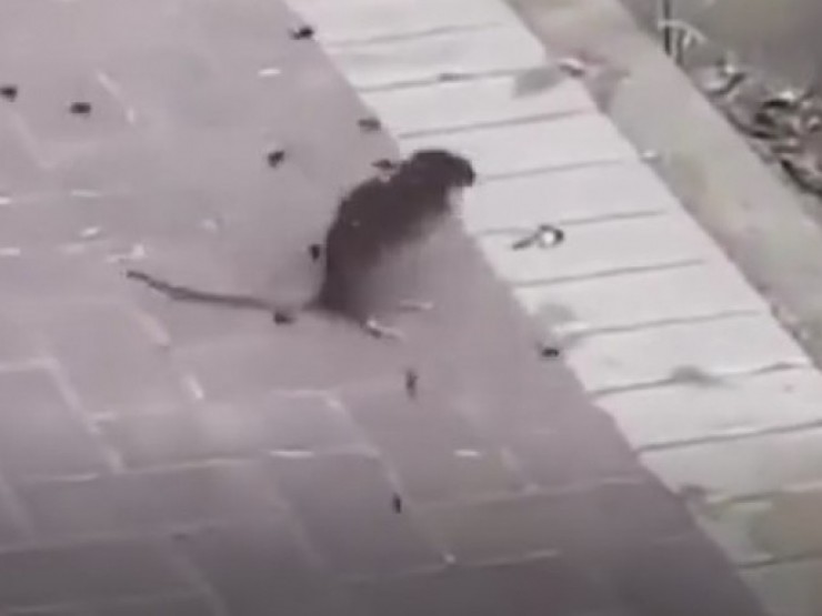 Video: Nổi da gà cảnh tượng con chuột bị đàn ong truy đuổi