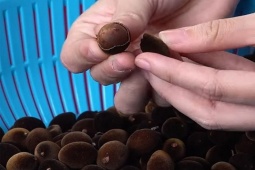 Thị trường - Tiêu dùng - Loại quả rừng đen sì, từng gây "sốt" một thời, dân thành phố lùng mua ăn thử