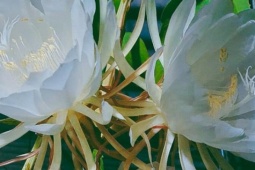 Ẩm thực - Loài hoa nở về đêm không chỉ thơm mà chế biến cách này vừa ngon vừa bổ phổi