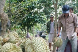 30 lô sầu riêng xuất khẩu nhiễm cadimi: Kim loại nặng này từ đâu ra?