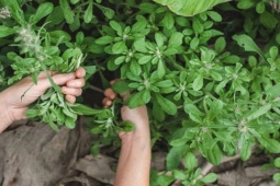 Thị trường - Tiêu dùng - Cây dại trước hái cho gà ăn nay hóa &quot;mỏ vàng&quot;, làm thành món đặc sản ở thành phố, nửa triệu đồng/kg