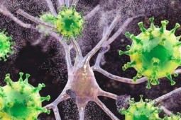 Sức khỏe đời sống - Có thể tiêu diệt được ổ HIV ẩn náu trong cơ thể con người ?