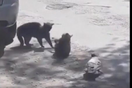 Video: Cư dân mạng thích thú trước cảnh quạ "xúi giục" mèo đánh nhau
