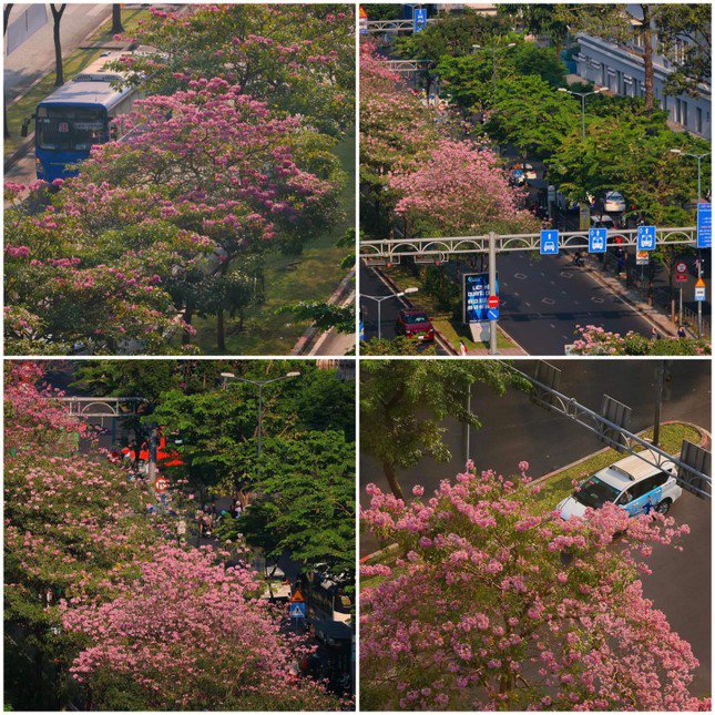 Kèn hồng tô điểm giúp những cung đường thơ mộng không kém cạnh khung cảnh trong phim Hàn. (Ảnh: Nhất Ý)
