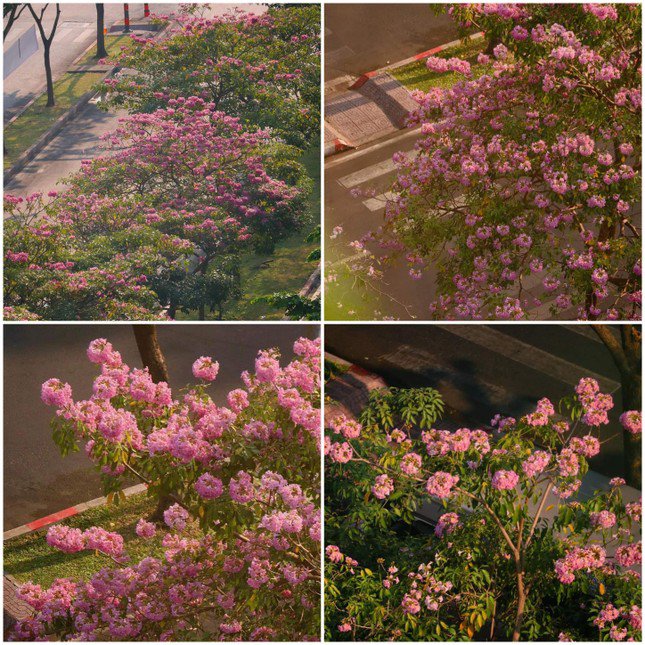 (Ảnh: Nhất Ý)