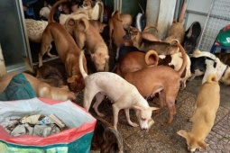 Tin tức trong ngày - Khu phố 'bấn loạn' vì hàng xóm nuôi gần 100 con chó