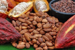 Thị trường - Tiêu dùng - Loại hạt tăng giá phi mã, cao nhất mọi thời đại, ở Việt Nam trồng bạt ngàn