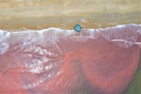 Tìm ra nguyên nhân khiến nước biển chuyển màu đỏ lạ ở Hà Tĩnh