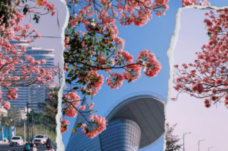 Tọa độ check-in: Hoa kèn hồng nở ngập tràn đẹp như xứ Hàn, Gen Z vác máy "sống ảo"