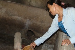 Lợn giống cấp cho dân để giảm nghèo bất ngờ chết hàng loạt