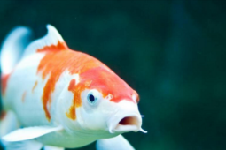 Thị trường - Tiêu dùng - Con cá Koi 67 tỷ đồng, lạ thay vẫn có đại gia "bí ẩn" rút hầu bao mua