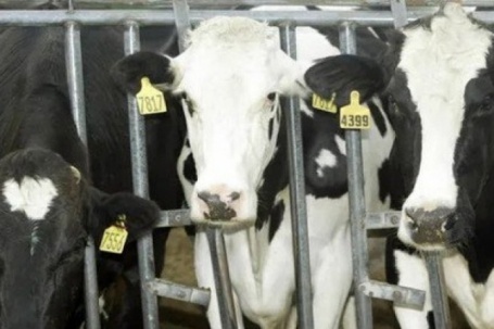Lần đầu tiên phát hiện bò sữa mắc cúm gia cầm H5N1