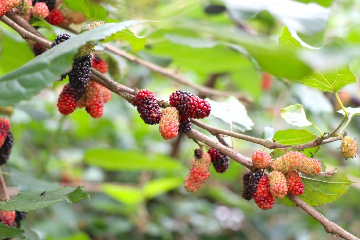 Từ giữa tháng 3, trái dâu dần ngả màu và chín mọng, đó là lúc các chủ vườn tại đây bắt đầu một mùa thu hoạch.