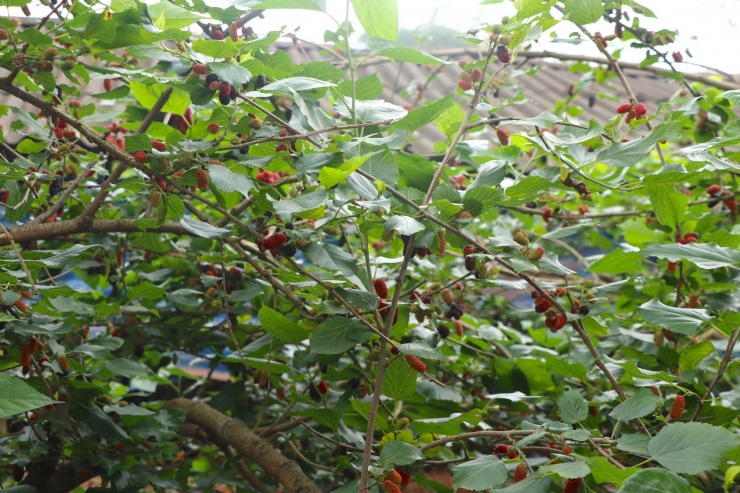 Việc hái quả dâu mất khá nhiều thời gian, trung bình một người chỉ hái được 20-30 kg mỗi ngày.