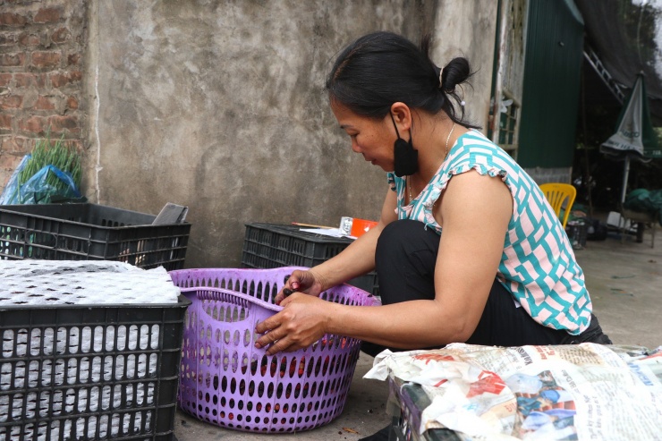 Dâu sau khi được hái từ cây xuống, được gom vào các sọt và chuyển đến điểm thu gom của thương lái.