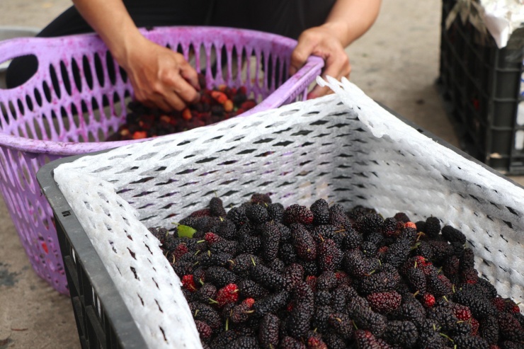Một tiểu thương bán hàng tại chợ cho biết, chị bắt đầu nhập dâu tằm bán được gần 2 tuần nay. Dâu tằm được chọn là dâu chín đỏ, được mua về để làm siro. Hàng đổ sỉ cho các công ty sẽ không cần tuyển chọn nhiều mà giá cũng rẻ hơn.