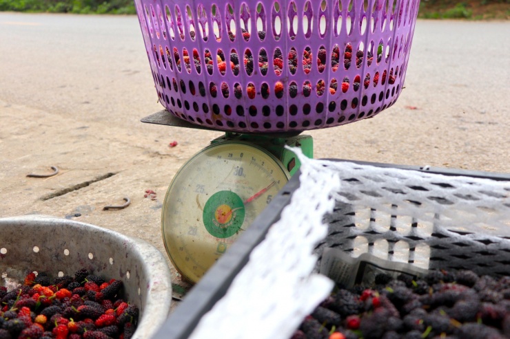 Nếu đúng chính vụ, người dân có thể kiếm được cả triệu đồng mỗi ngày tùy vào số lượng cây. Sản lượng cả vụ giúp nhiều gia đình có thu nhập từ 15 đến 20 triệu/năm.